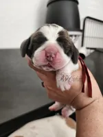 Manuka , a female Basset Hound for sale in Surprise, AZ – Photo 1 of 6