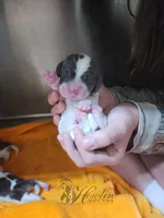 Manuka , a female Basset Hound for sale in Surprise, AZ – Photo 2 of 6