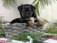 Bronson, a male Toy Australian Shepherd for sale in Big Prairie, OH – Photo 8 of 8