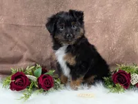 Bronson, a male Toy Australian Shepherd for sale in Big Prairie, OH – Photo 1 of 8