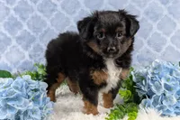 Bronson, a male Toy Australian Shepherd for sale in Big Prairie, OH – Photo 6 of 8
