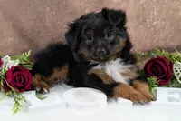 Bronson, a male Toy Australian Shepherd for sale in Big Prairie, OH – Photo 2 of 8