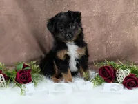 Bronson, a male Toy Australian Shepherd for sale in Big Prairie, OH – Photo 3 of 8