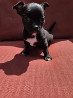 Almond , a male Chihuahua for sale in Knoxville, TN – Photo 4 of 10