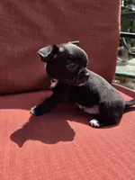 Almond , a male Chihuahua for sale in Knoxville, TN – Photo 6 of 10