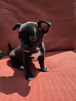 Almond , a male Chihuahua for sale in Knoxville, TN – Photo 2 of 10