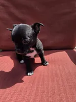 Almond , a male Chihuahua for sale in Knoxville, TN – Photo 8 of 10