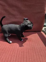 Almond , a male Chihuahua for sale in Knoxville, TN – Photo 10 of 10