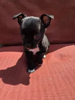 Almond , a male Chihuahua for sale in Knoxville, TN – Photo 7 of 10