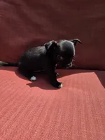 Almond , a male Chihuahua for sale in Knoxville, TN – Photo 5 of 10