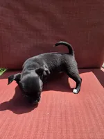 Almond , a male Chihuahua for sale in Knoxville, TN – Photo 9 of 10