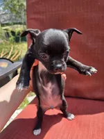 Almond , a male Chihuahua for sale in Knoxville, TN – Photo 3 of 10