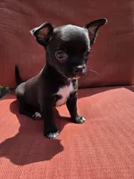 Almond , a male Chihuahua for sale in Knoxville, TN – Photo 1 of 10