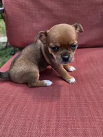 Snickers, a female Chihuahua for sale in Knoxville, TN – Photo 7 of 9