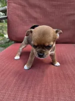 Snickers, a female Chihuahua for sale in Knoxville, TN – Photo 3 of 9