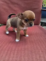 Snickers, a female Chihuahua for sale in Knoxville, TN – Photo 6 of 9