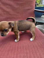 Snickers, a female Chihuahua for sale in Knoxville, TN – Photo 8 of 9