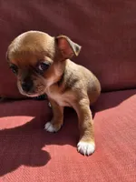 Snickers, a female Chihuahua for sale in Knoxville, TN – Photo 1 of 9