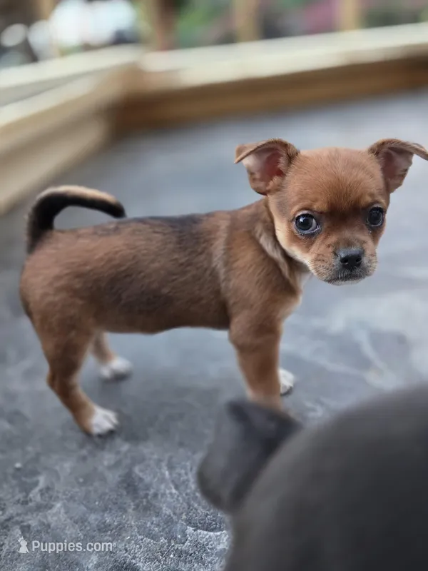 Snickers – Chihuahua puppy for sale in Knoxville, TN