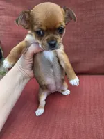 Snickers, a female Chihuahua for sale in Knoxville, TN – Photo 9 of 9