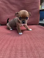 Snickers, a female Chihuahua for sale in Knoxville, TN – Photo 5 of 9