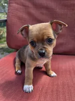 Heath, a male Chihuahua for sale in Knoxville, TN – Photo 5 of 7