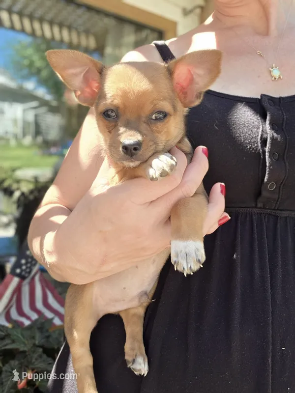 Heath – Chihuahua puppy for sale in Knoxville, TN