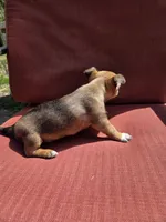 Heath, a male Chihuahua for sale in Knoxville, TN – Photo 6 of 7