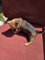 Heath, a male Chihuahua for sale in Knoxville, TN – Photo 7 of 7