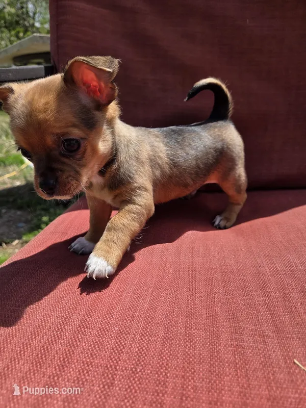 Heath – Chihuahua puppy for sale in Knoxville, TN