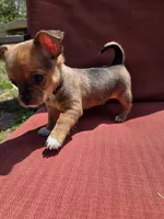 Heath, a male Chihuahua for sale in Knoxville, TN – Photo 1 of 7