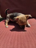 Heath, a male Chihuahua for sale in Knoxville, TN – Photo 4 of 7