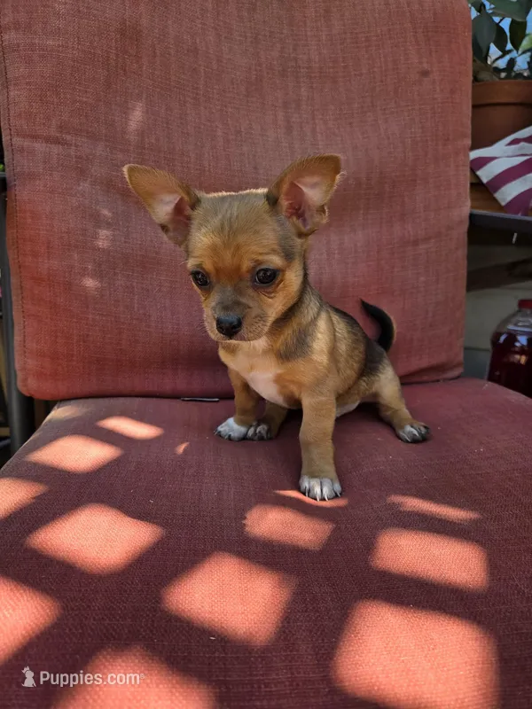 Heath – Chihuahua puppy for sale in Knoxville, TN