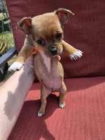 Heath, a male Chihuahua for sale in Knoxville, TN – Photo 3 of 7