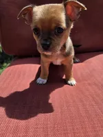 Heath, a male Chihuahua for sale in Knoxville, TN – Photo 2 of 7