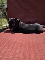 Joy, a female Chihuahua for sale in Knoxville, TN – Photo 3 of 9