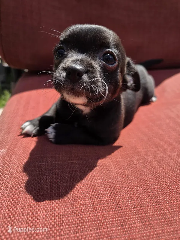 Joy – Chihuahua puppy for sale in Knoxville, TN