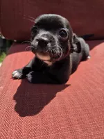 Joy, a female Chihuahua for sale in Knoxville, TN – Photo 1 of 9