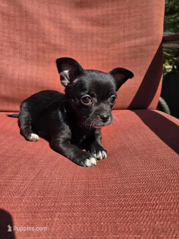 Joy – Chihuahua puppy for sale in Knoxville, TN