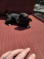 Joy, a female Chihuahua for sale in Knoxville, TN – Photo 6 of 9