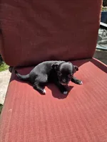 Joy, a female Chihuahua for sale in Knoxville, TN – Photo 9 of 9