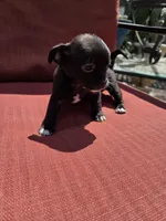 Joy, a female Chihuahua for sale in Knoxville, TN – Photo 5 of 9