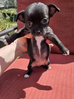 Joy, a female Chihuahua for sale in Knoxville, TN – Photo 4 of 9