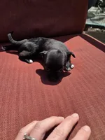 Joy, a female Chihuahua for sale in Knoxville, TN – Photo 7 of 9