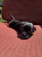 Joy, a female Chihuahua for sale in Knoxville, TN – Photo 2 of 9