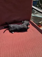 Joy, a female Chihuahua for sale in Knoxville, TN – Photo 8 of 9