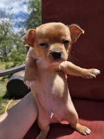 Rolo, a male Chihuahua for sale in Knoxville, TN – Photo 2 of 10