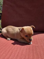 Rolo, a male Chihuahua for sale in Knoxville, TN – Photo 3 of 10