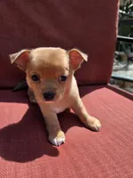 Rolo, a male Chihuahua for sale in Knoxville, TN – Photo 9 of 10