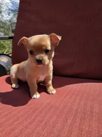 Rolo, a male Chihuahua for sale in Knoxville, TN – Photo 8 of 10